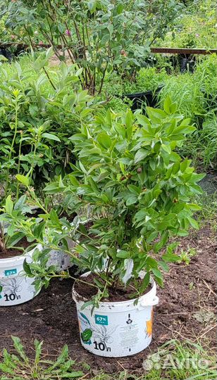 Саженцы голубики