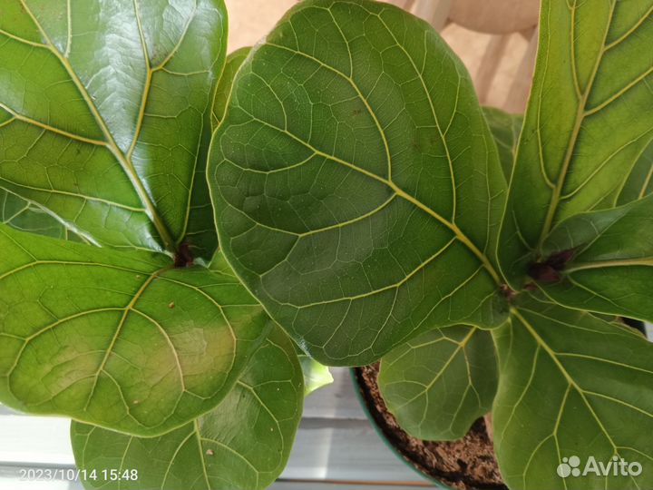 Фикус Лирата бамбино