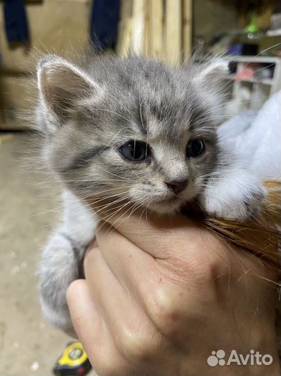 Котики бесплатно в добрые руки