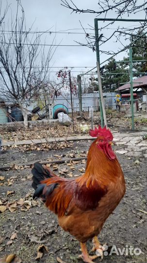 Яйцо куриное отборное