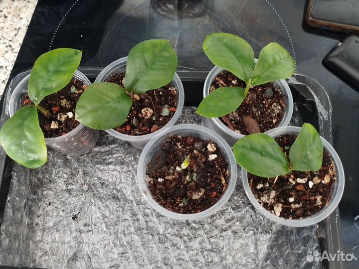 Замиокулькас