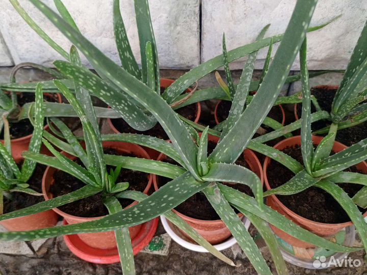 Колеус, алое вера, толстянка