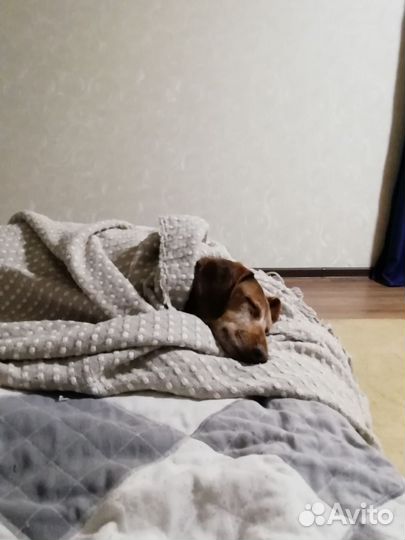 Передержка домашних животных, зооняня