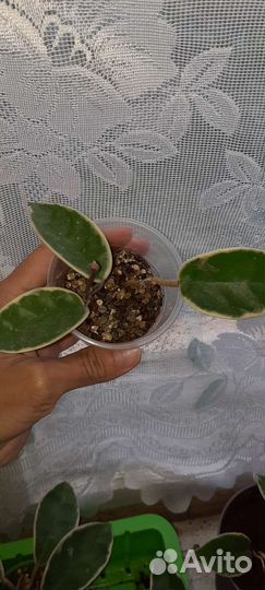 Хойя кримсон квин