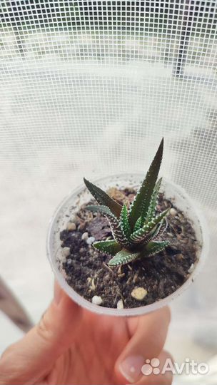 Суккуленты