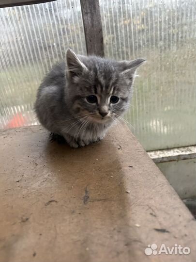 Котята ищут дом