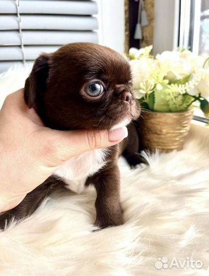 Чихуахуа Мальчики