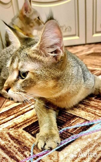 Кошка чаузи ф1