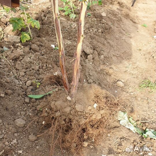 Саженцы Жёлтой малины