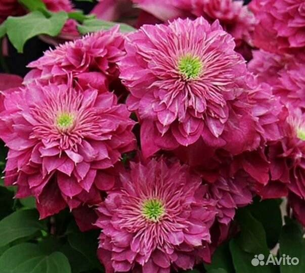 Клематисы, саженцы зкс 3 сорта