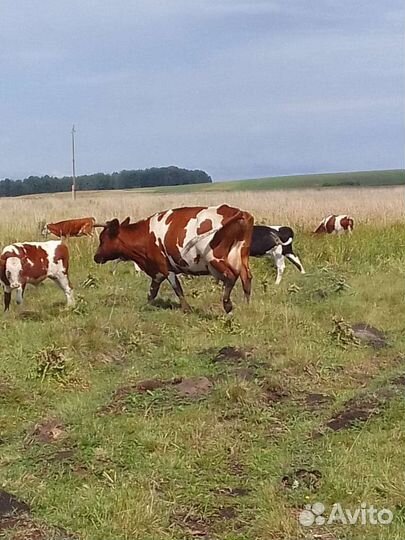 Корова дойная