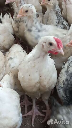 Петушки на мясо