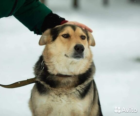 Овчаристая Собака Яша в добрые руки