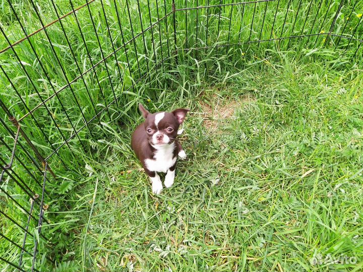 Малыш чихуахуа мальчик