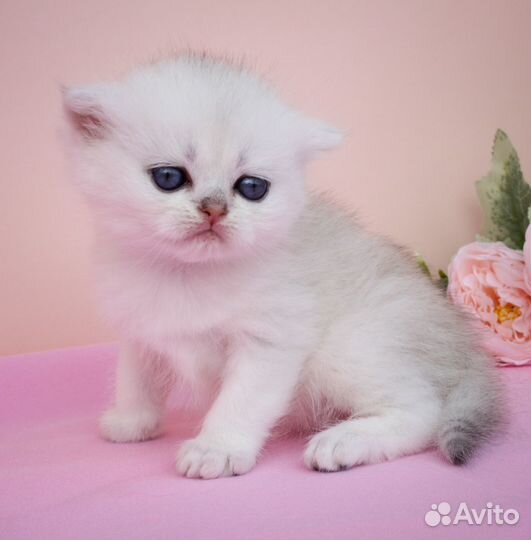 Британские серебристые шиншиллы