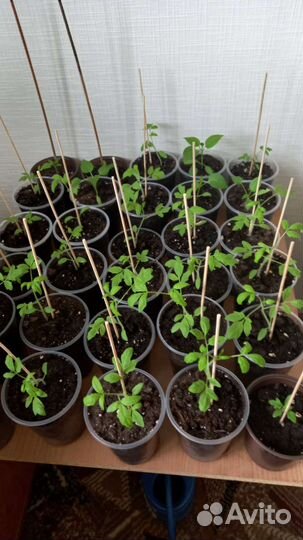 Рассада помидор и перцев