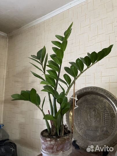 Замиокулькас