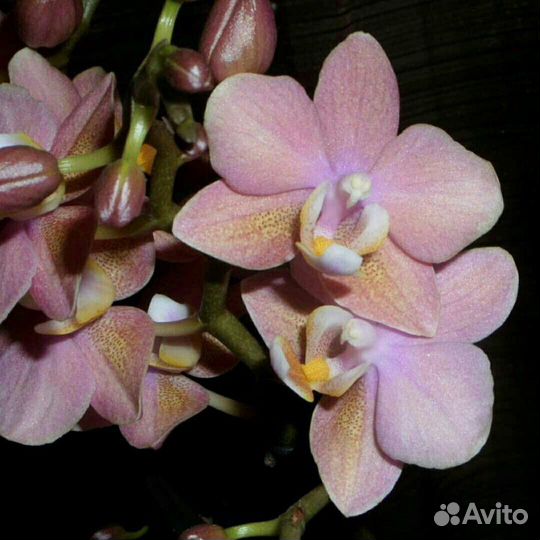 Орхидея фаленопсис Summerion парфюмерная фабрика