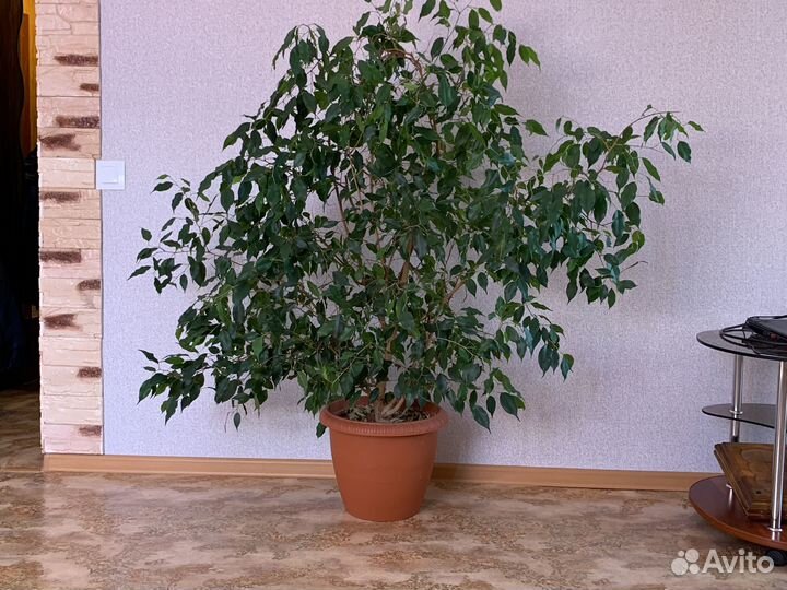 Фикус бенджамина