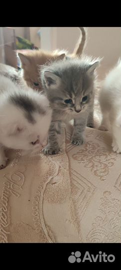 Кошки в добрые руки бесплатно