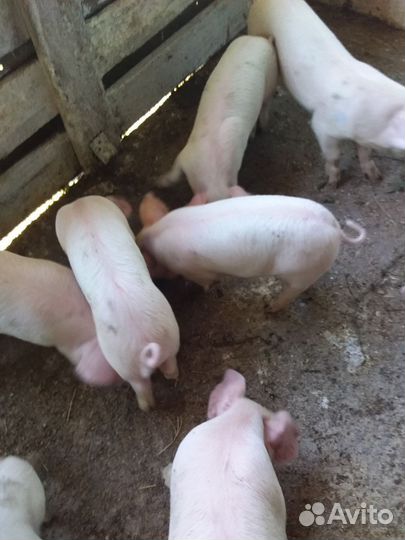 Поросенок ландрас