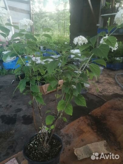 Гортензия древовидная