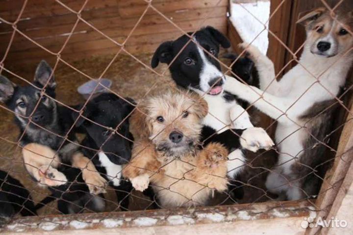 Собаки в приюте ждут своих людей