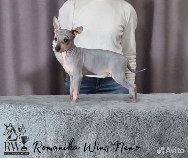 Щенки Американского голого терьера агт