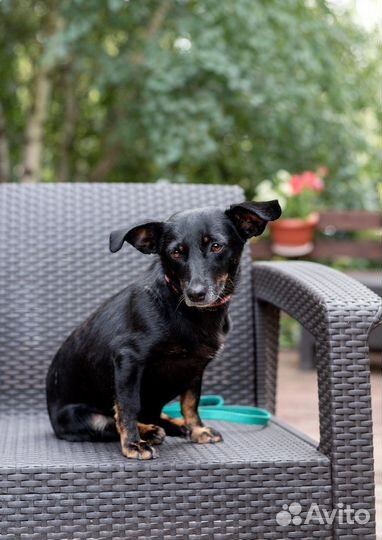 Маленькая собака