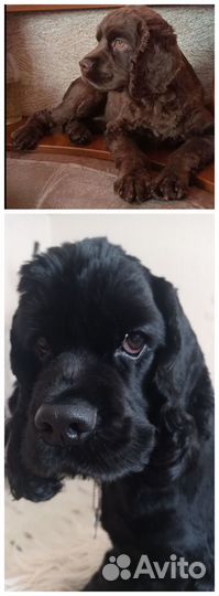 Щенки американского коккер- спаниеля