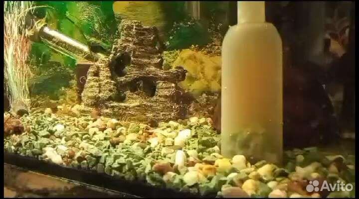 Живая вода удобрение для растений