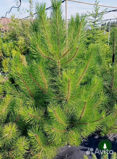 Сосны для живой изгороди