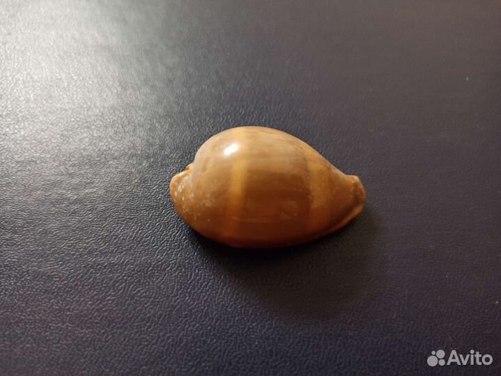 Морская раковина