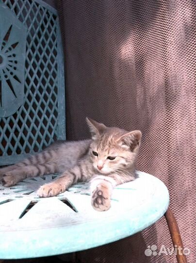 Котята в добрые руки бесплатно