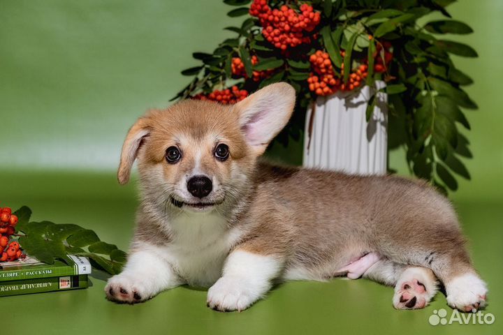 Вельш-корги пемброк