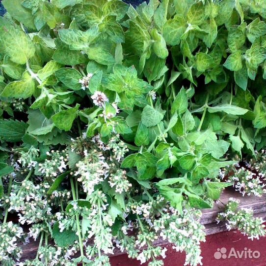 Травяной сбор для чая