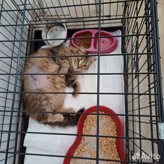 Кошка в дар