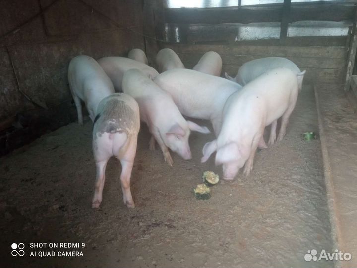 Мясо, свинина домашняя. Село Красное