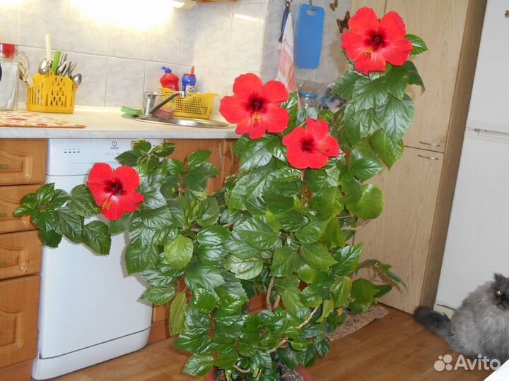 Гибискус китайская роза