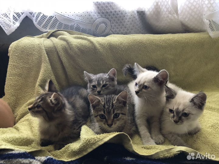 Маскарадные котята