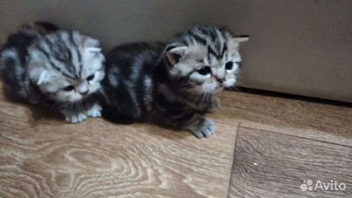 Шотландский кот. Вязка