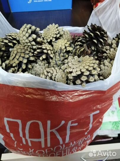 Сосновые шишки для декора
