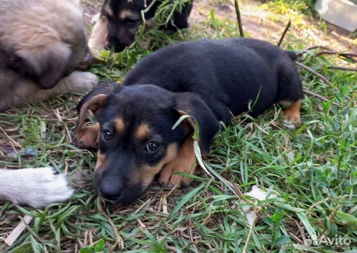 Щенки бесплатно