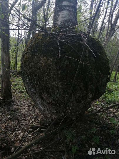 Берёзовый сувель(кап)