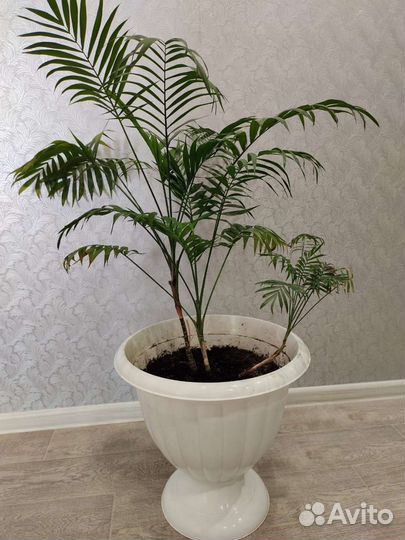 Пальма хамедорея