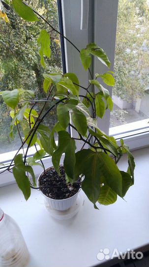 Ростки пассифлоры