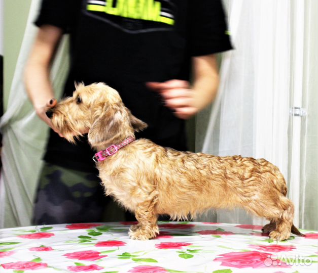 Жестики миниатюрные