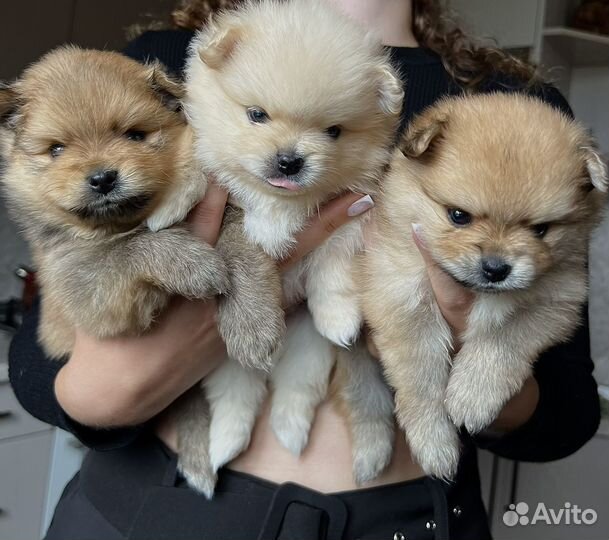 Щенки шпица