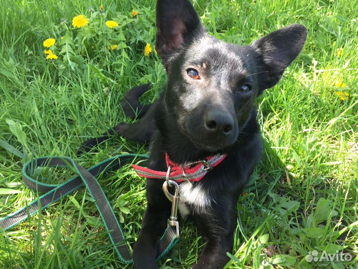 Маленькая собака