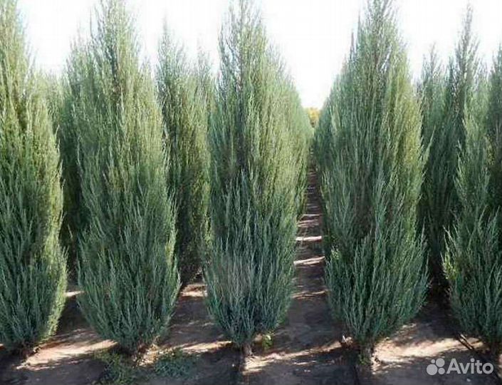 Можжевельник блю эрроу